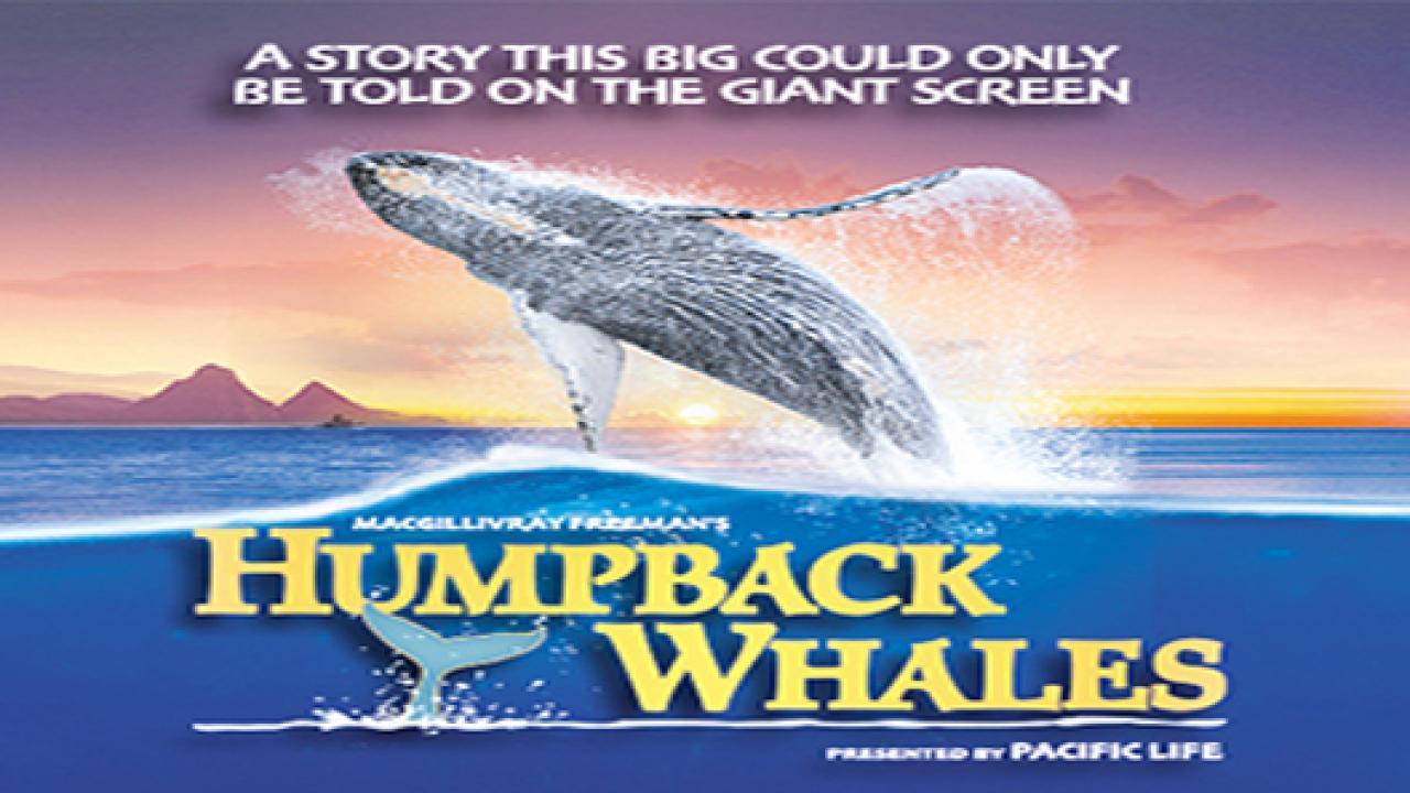 فيلم Humpback Whales 2015 مترجم كامل بجودة HD