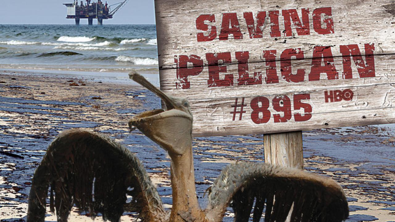 فيلم Saving Pelican 895 2011 مترجم كامل HD